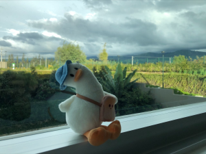 Plush Duck by the Window in Quito