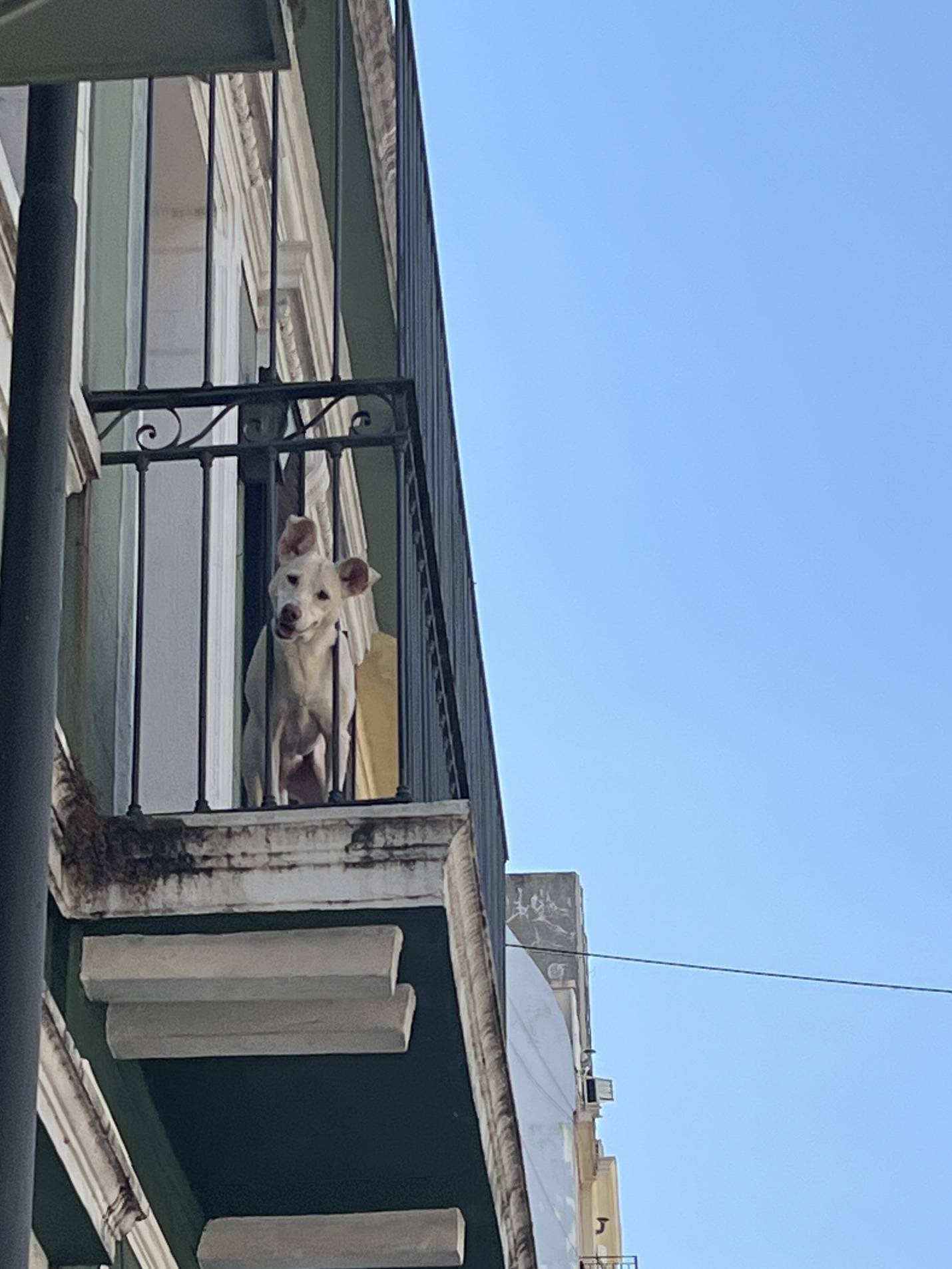 buenos-aires-dog